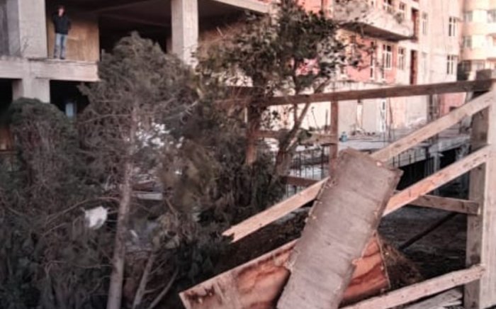 ETSN ağacların aşması ilə bağlı araşdırma aparır  
