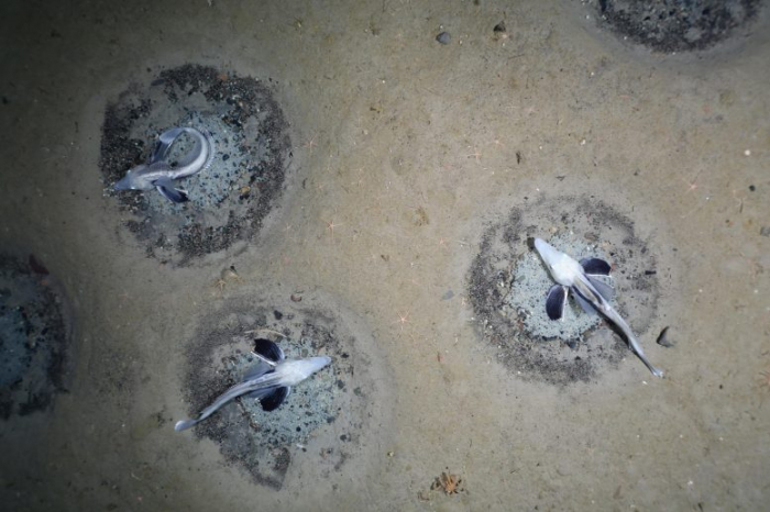 Une gigantesque colonie de reproduction de poissons a été découverte en Antarctique
