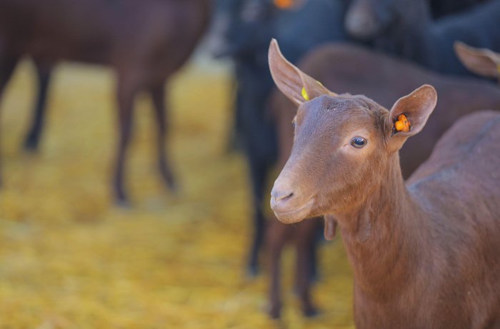 Azərbaycanda yeni cins keçilərin satışına başlanılıb  
