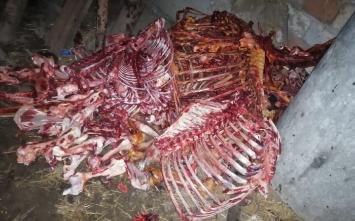 Əhaliyə at əti satmaq istədi