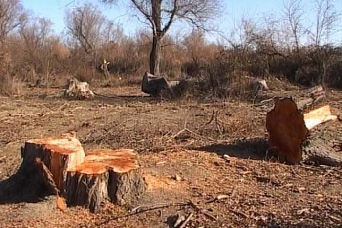    Ağacları qanunsuz kəsdirən bələdiyyə sədrinə cinayət işi açıldı    