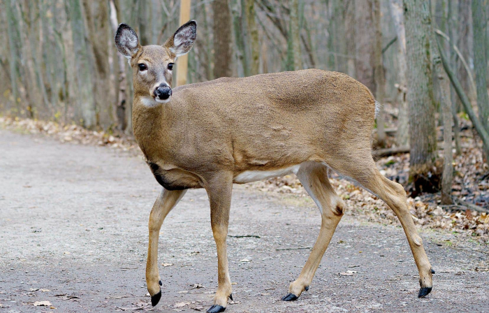 Etats-Unis: Premiers cas d’Omicron identifiés chez des animaux sauvages