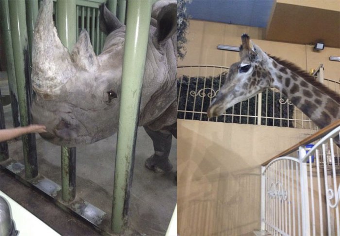    Kiyev zooparkında heyvanlar acından ölür -    "Yaşıl dəhliz" tələb olundu      
