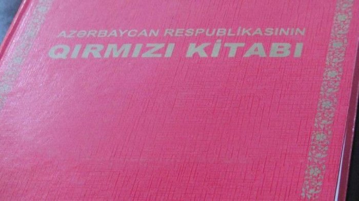      “Qırmızı kitab”ın üçüncü nəşri    2023-ü ildə çap olunacaq   