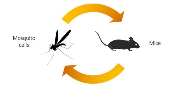 Una pequeña mutación puede hacer al virus del zika más peligroso