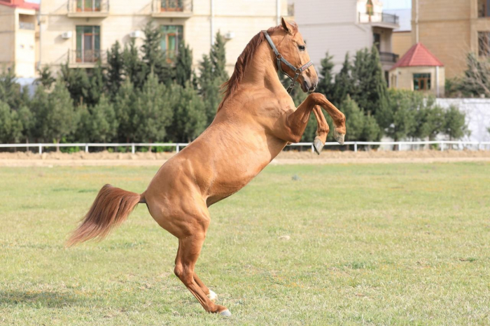 Vorbereitungen für die erste Auktion zum Verkauf von Karabach-Pferden in Aserbaidschan laufen
