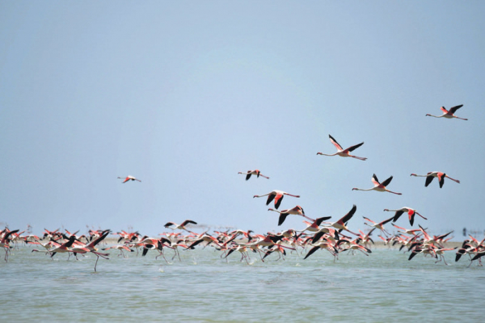  Turkey: flamingos bring colours to the Lake Eber -  NO COMMENT  