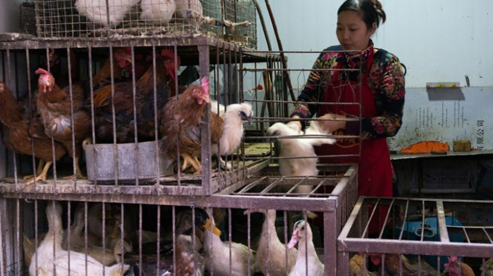 China meldet ersten menschlichen Fall von H3N8-Vogelgrippe