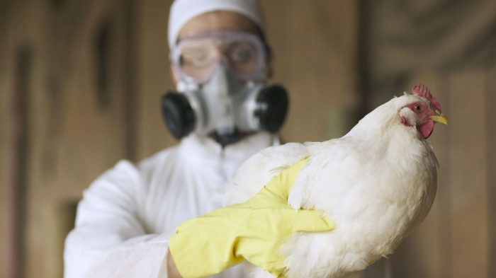 Le premier cas de grippe aviaire H3N8 signalé en Chine