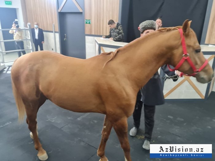    7500-ə satılan "Zilaxar" atı -   FOTO     