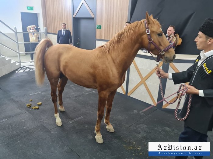    30 minlik " Sultan" atı hərracda satılmadı -  FOTO    