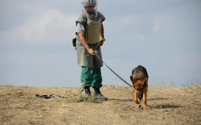   Marshall Heritage Institute wird fünf weitere Minensuchhunde nach Aserbaidschan schicken  