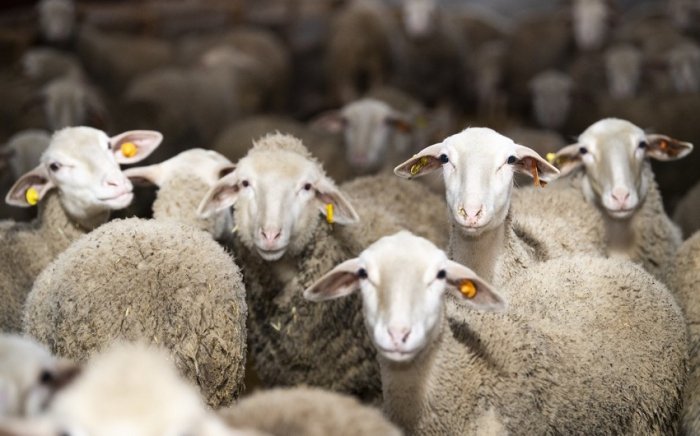    Qurban bayramı ilə əlaqədar yarmarka keçiriləcək   
