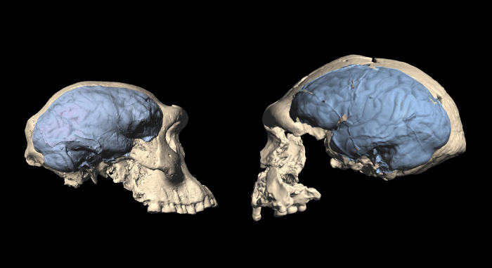   Why human brains were bigger 3,000 years ago -   iWONDER    