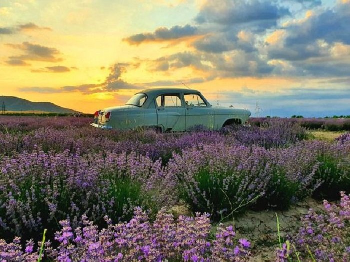       Azərbaycanda ilk:    Lavanda festivalı keçiriləcək   