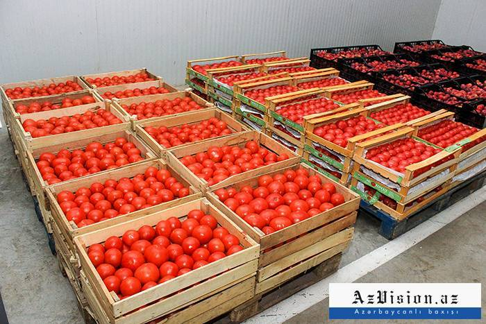    Pomidor niyə bahadır -    VİDEO      