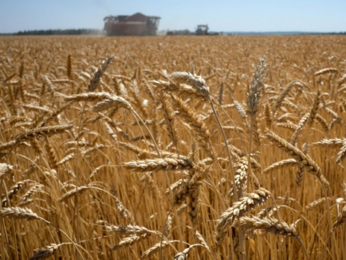 La Russie dit pouvoir exporter 50 millions de tonnes de céréales