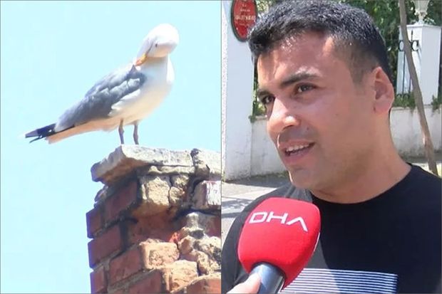    Davada qoparılan qulağını qağayı götürüb uçdu –    FOTO     
   