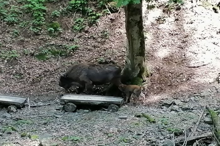    Şahdağ Milli Parkında  zubr balası  dünyaya gəldi  
   