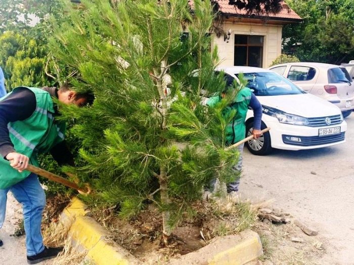 Bakıda ağacların qurudulmasının qarşısı alındı