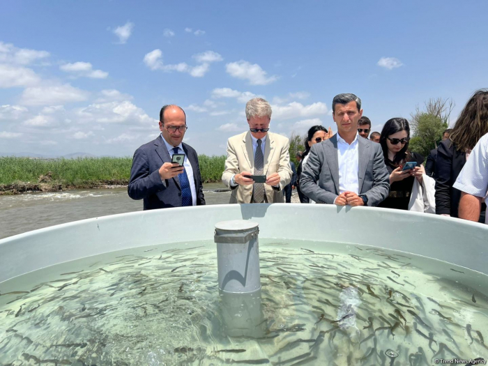 Tiny brook trout fishes released into Hakari river in Azerbaijan