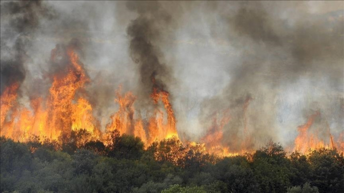 Les feux de forêts font 4 morts dans le nord-ouest du Pakistan