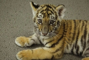 Nace un cachorro de tigre en el zoo de Bakú