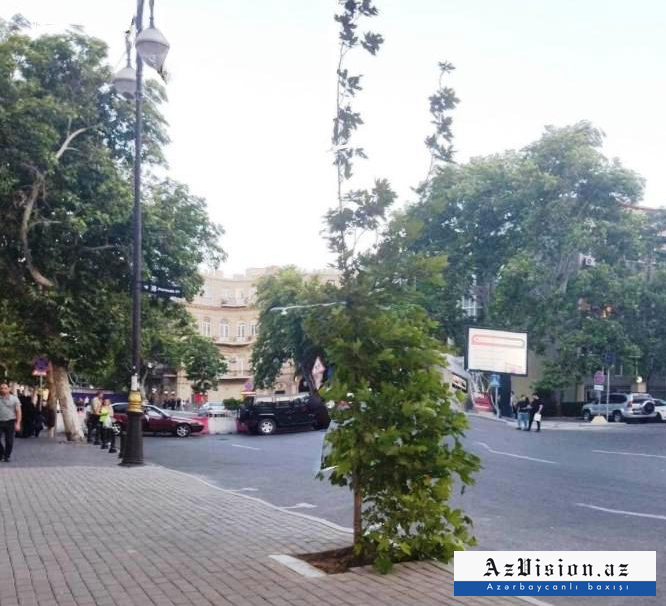 Qanunsuz parklanma yerində Xan çinarı əkildi - FOTO Qanunsuz parklanma yerində Xan çinarı əkildi - FOTO
