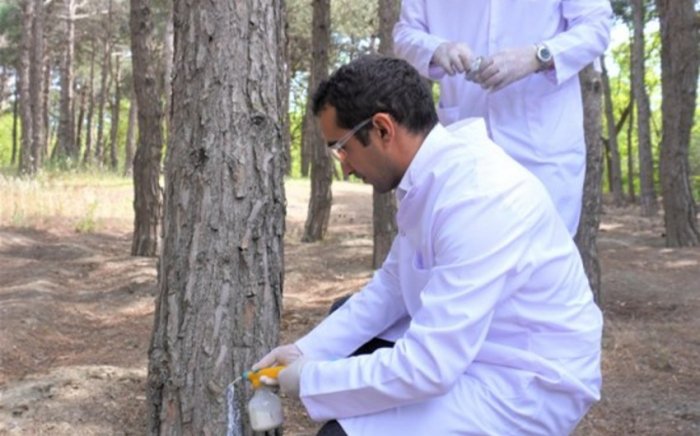    Bakıda 3 000 xəstə şam ağacı kəsilib   