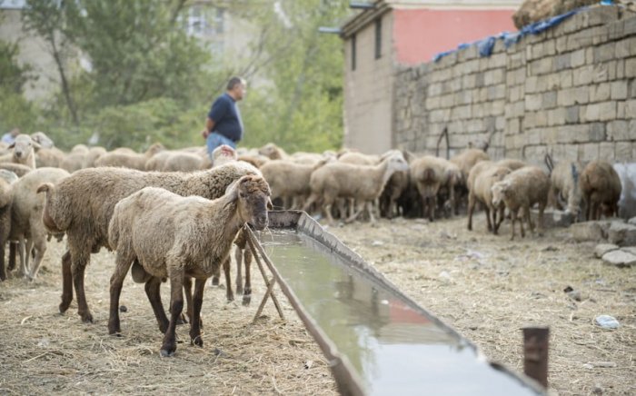  Qurbanlıq heyvanların satış yerləri -  SİYAHI   
