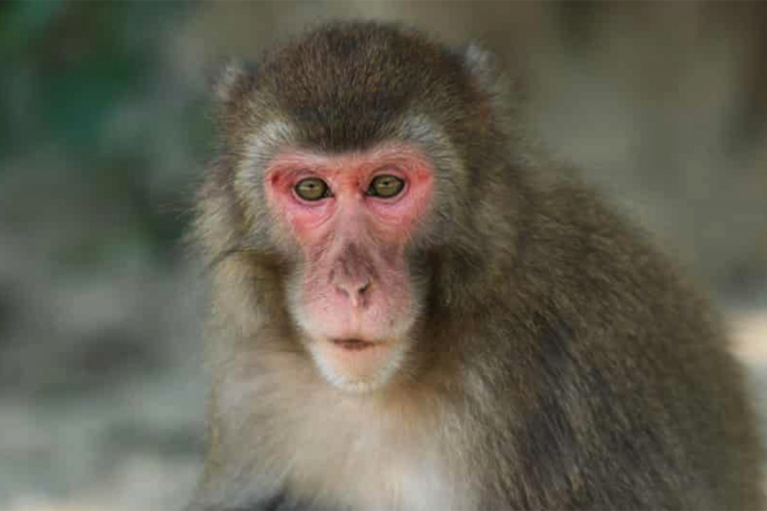 Yaponiyada makakalar 42 nəfəri yaraladı  
