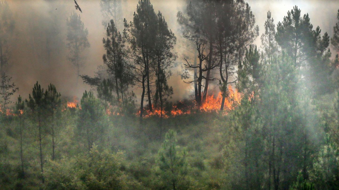   Chaleur/France:   7 500 hectares de forêt brûlés et 11 500 personnes évacuées en Gironde