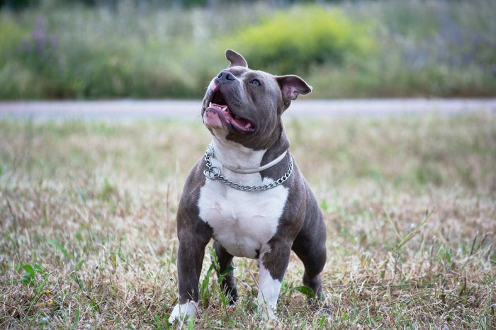ABŞ-da pitbullar yaşlı kişini parçaladı  
