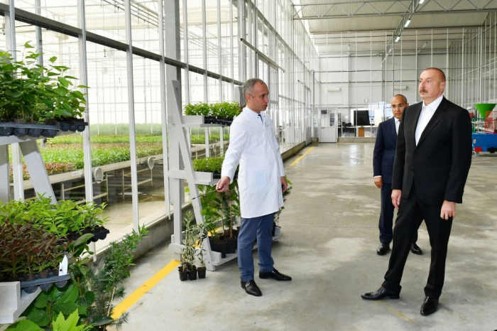   Land of Absheron is very fertile for growing almonds - President Aliyev   