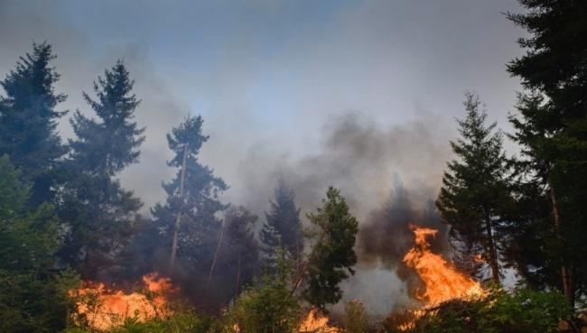 Wildfire broke out in Azerbaijan