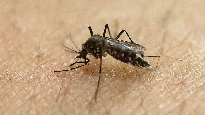    Yeni virus yayıllır - Ağcaqanadlardan keçir  
   