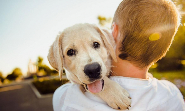 Los perros “lloran” de alegría al reunirse con sus propietarios