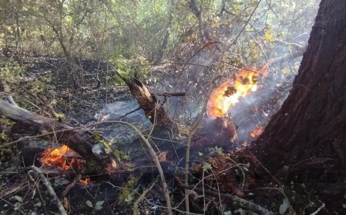  Siyəzənin Allahyarlı kəndində meşə  yanğını söndürülüb 