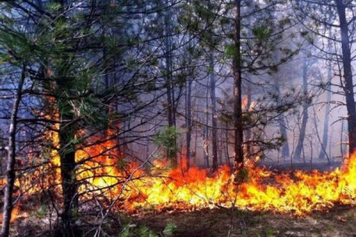 Son 5 ildə 176 meşə yanğını başlayıb Son 5 ildə 176 meşə yanğını başlayıb