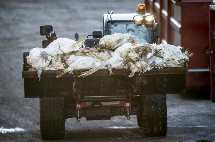 La contamination au mercure augmente la vulnérabilité à la grippe aviaire