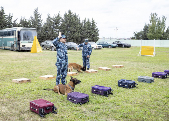 Azerbaijani Customs Committee hands over mine detection dogs to ANAMA