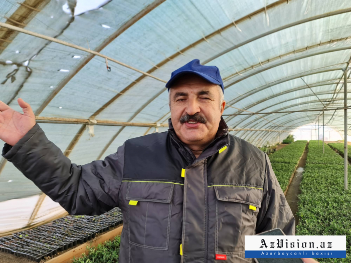 Qarabağda bu ağaclar əkiləcək Qarabağda bu ağaclar əkiləcək