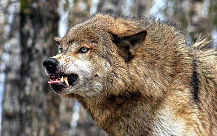Tövləyə girən canavar 44 baş qoyunu parçaladı Tövləyə girən canavar 44 baş qoyunu parçaladı