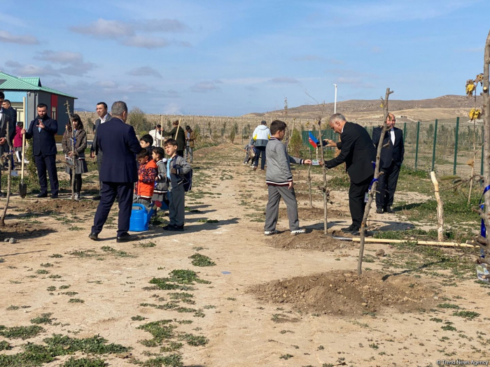   Fruit trees planted in Aghali village of Azerbaijan