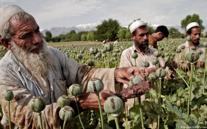 Taliban hakimiyyətə gələndən tiryək istehsalı artıb