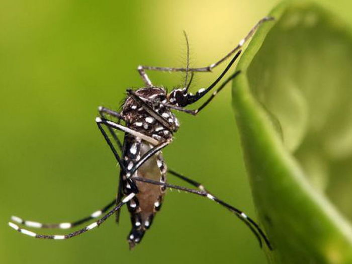 Union européenne: Autorisation du vaccin contre la dengue de Takeda