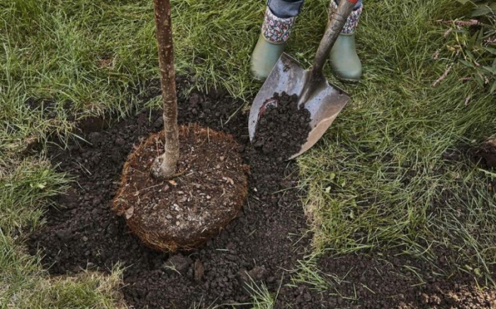    Sabahdan 1 milyondan çox ağacın əkilməsinə başlanılacaq   