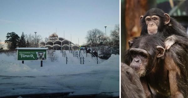 Zooparkdan qaçan şimpanzeləri güllələdilər