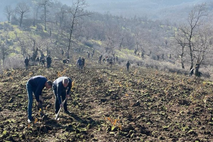 Meşə fondu torpaqlarında 25 000 ağac əkilib