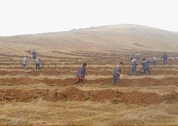Tree planting activities continue in Azerbaijan
